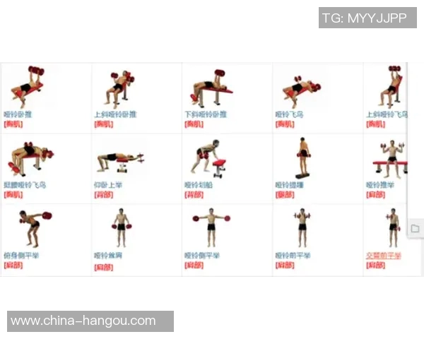 哑铃与杠铃训练效果对比分析哪种更适合你的健身目标
